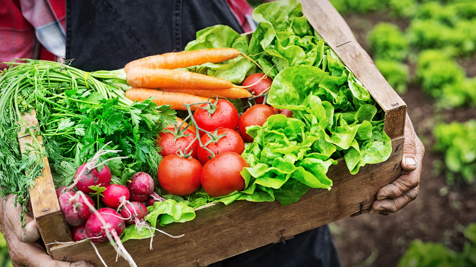 Ultimate Guide to Organic Foods: Benefits, Tips, and How to Go 100% Organic